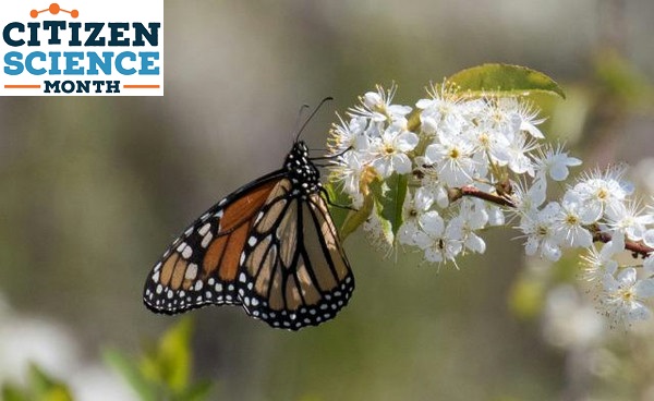 Track Monarch Butterfly Migration With Journey North Scistarter