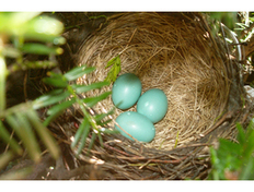 NestWatch  Identifying Nests and Eggs - NestWatch