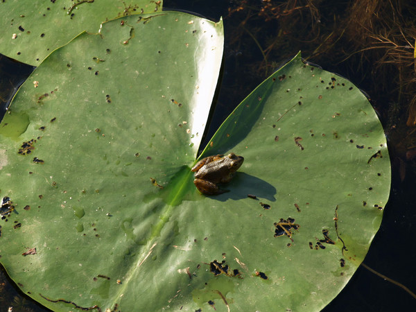 frogwatch-usa-field-training-and-monitoring-may-1st-scistarter