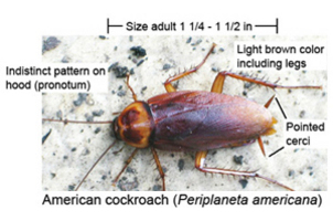 National Cockroach Project - SciStarter