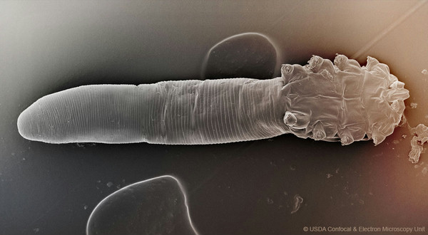 Meet Your Mites Scistarter 2132