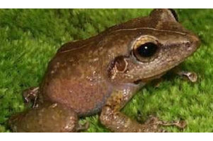 North American Amphibian Monitoring Program - SciStarter