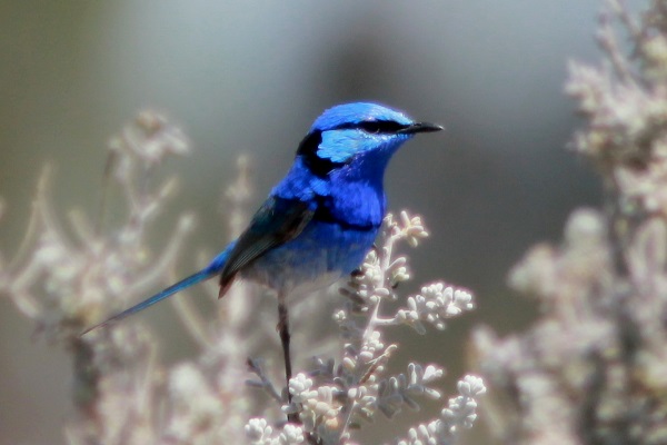 Community bird monitoring - SciStarter