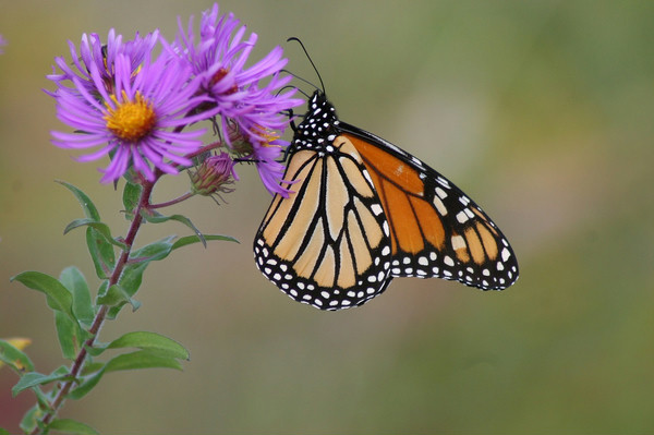 Monarch Butterfly  Nebraska Game & Parks Commission