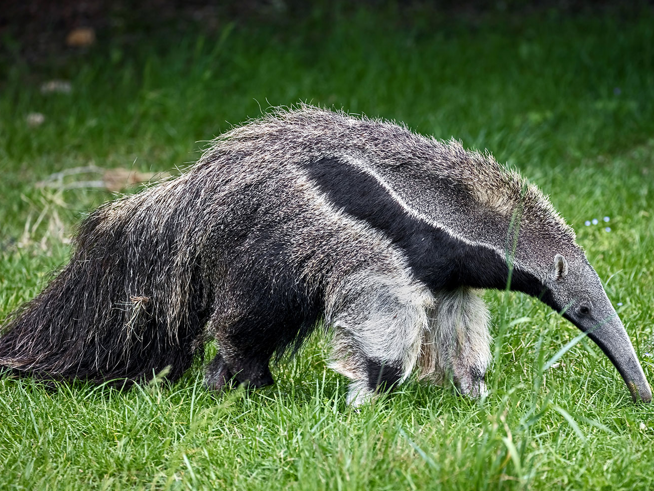 Instant Wild: Brazilian Cerrado - SciStarter