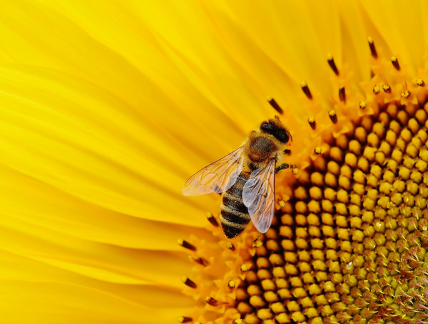 Let's Help Protect Pollinators This Week! - SciStarter