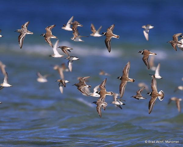 All About The International Shorebird Survey - SciStarter