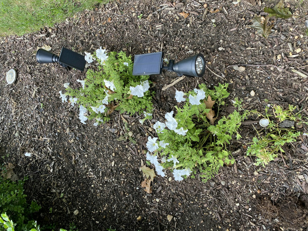 Observing Pollinators Library Kit Scistarter