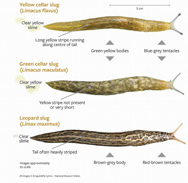 rhs-cellar-slug-survey-scistarter