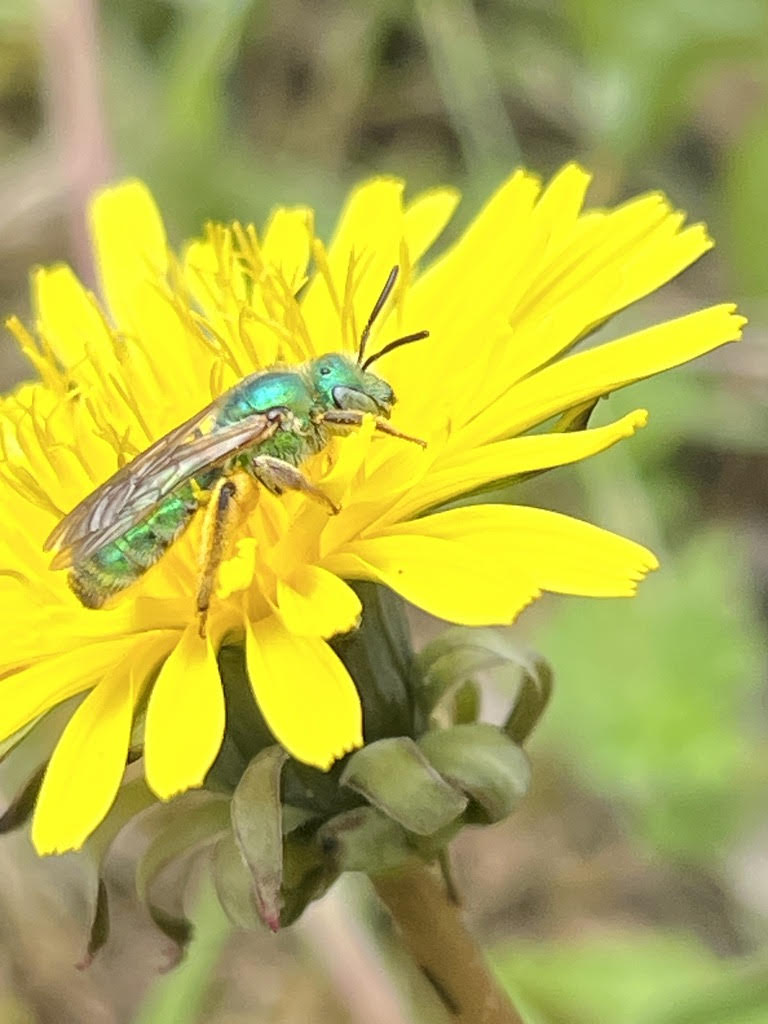 Observing Pollinators Event Scistarter