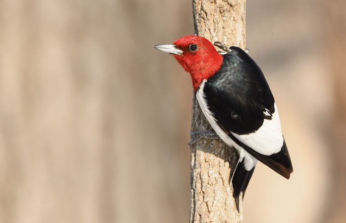 The Great Backyard Bird Count - SciStarter