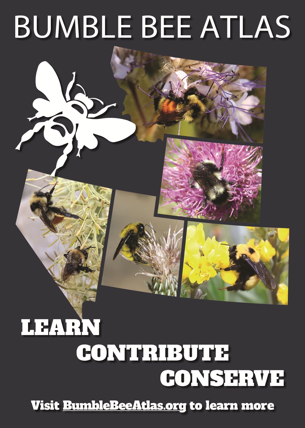 Mountain States Bumble Bee Atlas (Colorado, Montana, Nevada, Utah, Wyoming)